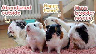 Our Guinea Pigs' Rescue Stories