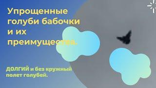 Упрощенные голуби бабочки и их преимущества. ДОЛГИЙ и без кружный полет голубей.