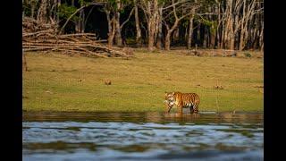 KABINI BOAT SAFARI - TIGER IN WATER