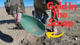 Lots of Gold Nuggets Found | Minelab Manticore