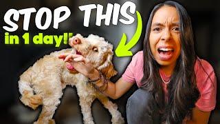 PUPPY BITING STOPPED in ONE day!  Aggressive puppy biting tips that actually work