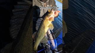 Syksy, Nays ja kuhat  #kuha #zander #mikado #naysbaits #bixlite #Nays Ndl43