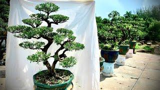 Tùng la hán Bonsai đẹp | Cây già cắt giật | Giá: 10tr/ cây