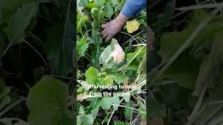 Harvesting turnips from the garden on an autumn day in 2024 #shorts #travel #turnip