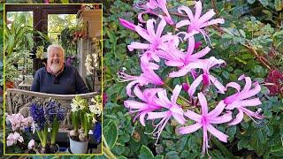 NERINES : BULBEUSES AUX FLEURS GRACIEUSES QUI S’ÉPANOUISSENT EN AUTOMNE Le Quotidien du Jardin N°449