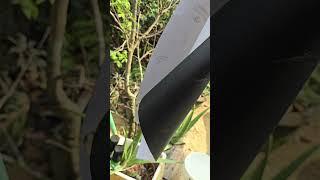Lễ tình nhân tôi cũng có quà mà lạ lắm