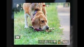 Animal AF Test with Dog - Canon EOS R6 - French