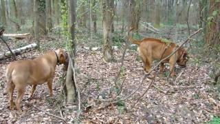 Loki Boerboel VS Tosa Inu Guarding