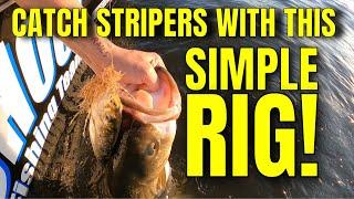 How to Catch Striped Bass Drifting with Live Bait! Striper Fishing Rig is CRAZY-SIMPLE!