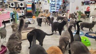 Visiting Furball Farm Cat Sanctuary!