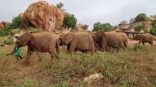 Mageno, Kitich, and Muwingu Graduate to Ithumba | Sheldrick Wildlife Trust