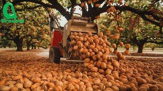 How Millions of Tons of Walnuts Are Harvested Using Advanced American Agricultural Technology