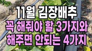 11월 김장배추 꼭 해줘야하는 3가지와 해주면 안되는 4가지