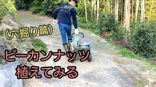 ”バターの木”ピーカンナッツを植えてみる〜穴掘り篇〜