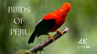 Birds of Peru 4K