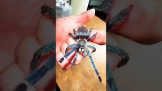 Shocking Animal Growth Transformation #animaltransformation #animals #transformation #insect #shorts