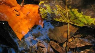 SPA music. Harmony of the autumn forest.