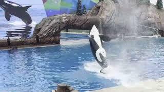 Dolphin and Orca Shows at SeaWorld - San Diego