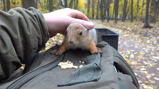 О волшебном парке, в котором живут белки / About the magical park where squirrels live