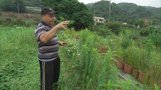 【水生植物】我的水草世界｜水生植物復育─吳聲昱 (公視我們的島 708集 2013-05-27)