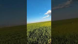 #schort #cutting #farmers #farmer #creator #mesopotamia #ackerman #ackerbau #ziraat