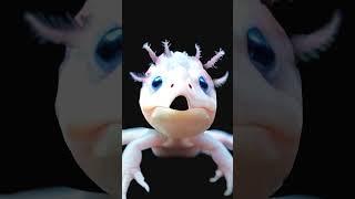 karma chameleon