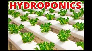 AeroGarden Elite Vs. Budget Amazon Hydroponics Growing Systems  Which Should You Buy?