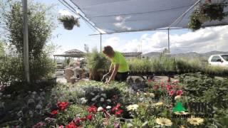 Lyons Full Service | Garden Centre