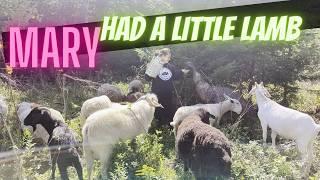 Mary had a little lamb [the amazing animal train you just need to see]