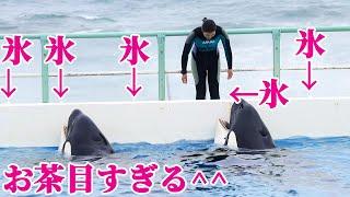 お茶目なトレーナーさんとシャチ達が最高すぎる!! 鴨川シーワールド シャチショー KamogawaSeaWorld