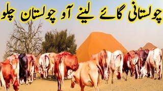 Cholistani Cow From Cholistan Desert Pure Original Cow || Global Village Farming