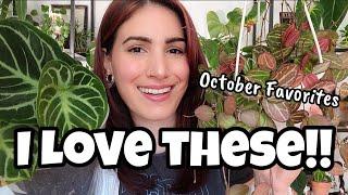 SO MUCH TO BE EXCITED ABOUT!!  Hoya, Anthurium, Dischidia & More! October 2024 Favorites 