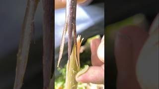 Do three graftings together, it will enhance the growth