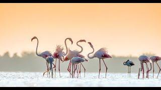 Greater flamingo koonthankulam by wildlife world.