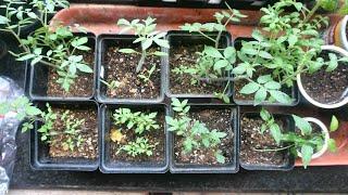 How to SOW TOMATO SEEDS and TRANSPLANT saplings EASILY | Easy Beginner Video 2020