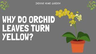 Why Do Orchid Leaves Turn Yellow | Prevention Tips