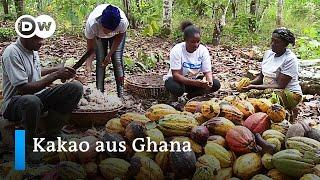 Kakao-Anbau in Ghana | Global Ideas