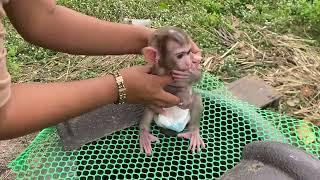 Poor DORN Reject Mom To Stay On Chicken Cage While Mom Busy