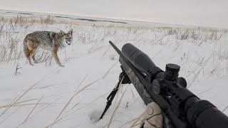 A Lucky Dog - 2024 Alberta Coyote Hunting