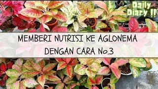 3 Cara Pemberian Nutrisi Ke Aglonema versi Kebuncilik | Daily Diary