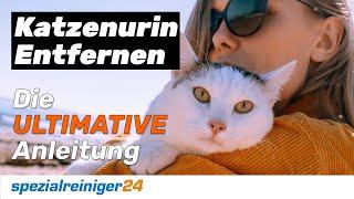 Katzenurin Entfernen - so geht es richtig. Die ULTIMATIVE Anleitung!