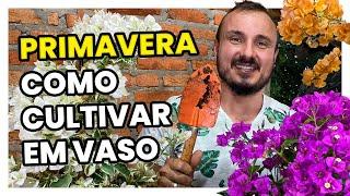 PRIMAVERA (BOUGAINVILLEA) | COMO CULTIVAR EM VASO