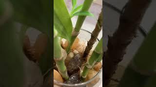 Oxygen plants propagation #diy #shorts #moneyplant