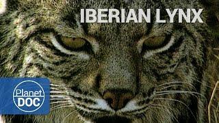 Wild Animals | Iberian Lynx - Planet Doc Full Documentaries