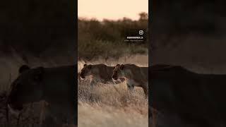 Sunset Kalahari lions #africa #animal #centralkalahari #botswana #lion #wildlife