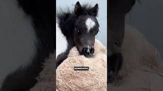 Ozzy the Mini Horse Farm Defence Antics - Ozzy Man Reviews