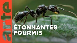 La grande parade des insectes | Fourmis | ARTE