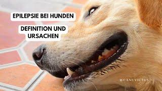 Epilepsie bei Hunden - Was ist das und welche Ursachen hat es?