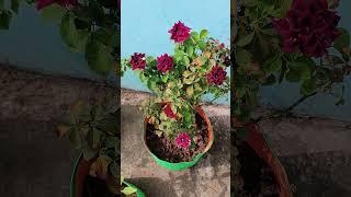 Soft cool breeze, humming song of birds, flowers everywhere #garden #nature