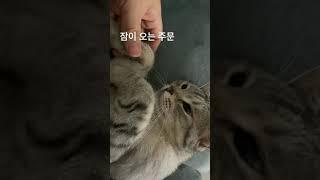 귀여운고양이영상,쓰담쓰담잠이온다,개냥이,고양이애교,고양이잠든영상,고양이잠드는방법,자는고양이,Videos of cats sleeping, how cats sleep